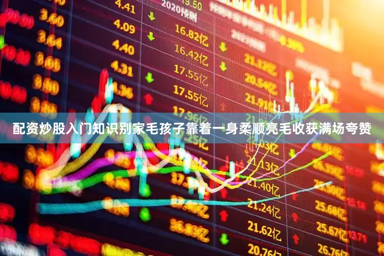 配资炒股入门知识别家毛孩子靠着一身柔顺亮毛收获满场夸赞